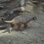 Miniausflug Schoenbrunn 011