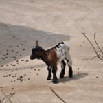 Miniausflug Schoenbrunn 019
