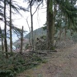 HoheWand Baumschaden 2015 004