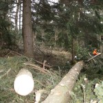 HoheWand Baumschaden 2015 009