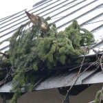 HoheWand Baumschaden 2015 013