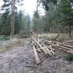 HoheWand Baumschaden 2015 020