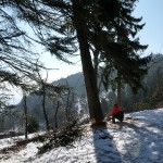 HoheWand Baumschaden 2015 037