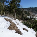 HoheWand Baumschaden 2015 043