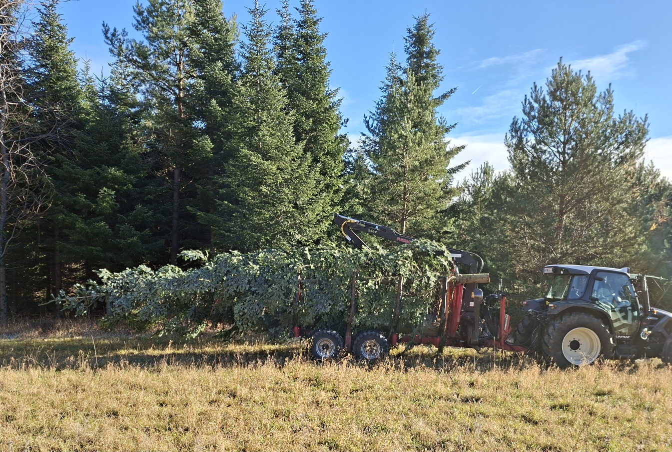 Christbäume für die Kirche in Dreistetten und auf der Hohen Wand
