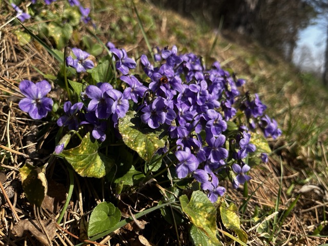 Messen für die Karwoche 2026 in Dreistetten